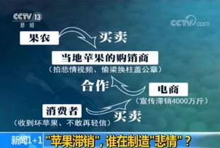 滯銷的4000萬(wàn)斤蘋果與果農(nóng)的無奈抉擇